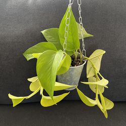 Neon Pothos