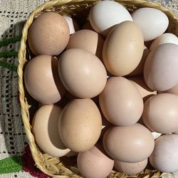 Chicken Eggs  (huevo De Gallina)