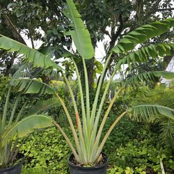 traveler  Palms over 6+ feet tall  all sizes available 