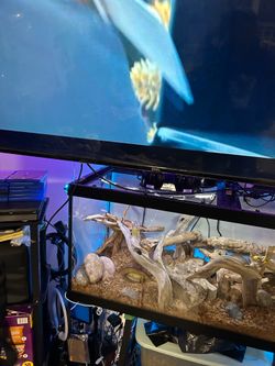 Reptile tank