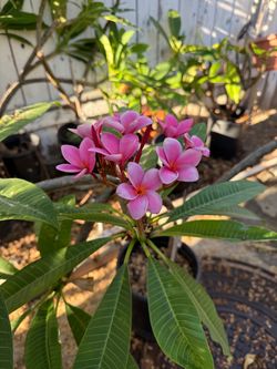 Plumeria