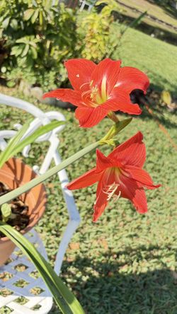 🌸 Giant Amaryllis – 80” Tall × 30” Wide – 5 Flower Bulbs
