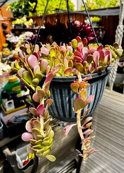 Trailing jade