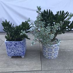 Gollum jades & ice plant succulents in 2 pretty ceramic pots