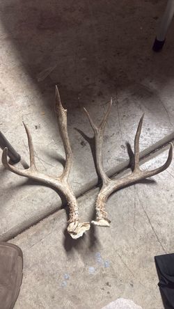Horns