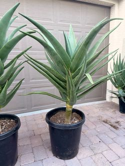 15 gallon 4 Foot Aloe Hercules