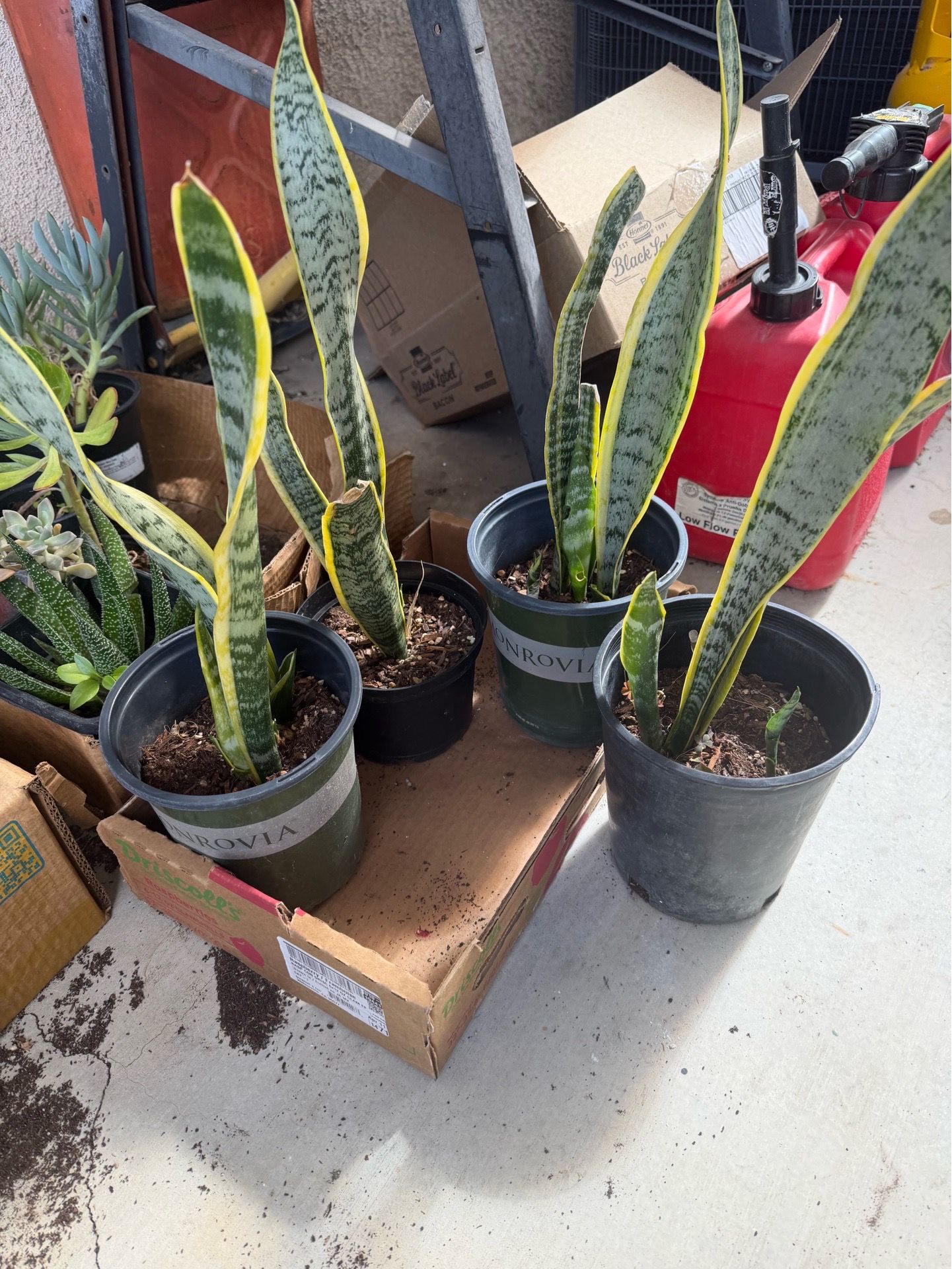 Plants $12 each