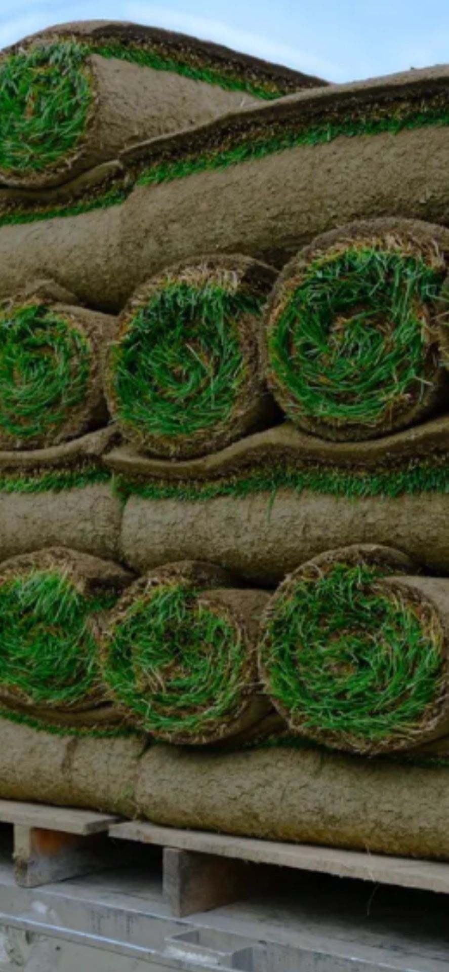 fresh sod