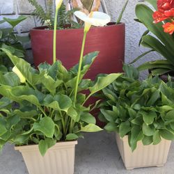 Very Elegant & Healthy Calla Lilies Plants