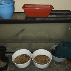 Fish Tank 