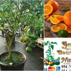 navel Oranges  Grafted  Dwarf  Trees  🌳 7gal Arboles  de naranja navel Injertados 