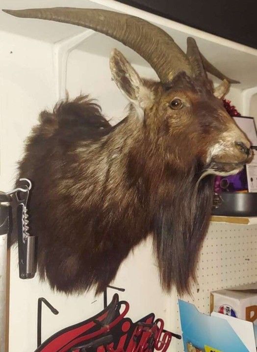 Goat - Taxidermy Shoulder Mount. Spanish goat shoulder mount.