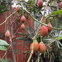 Tamarillio Tree With Fruits. 