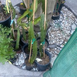 Dragon, Cutting Or Plant