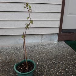 Maple Tree Plant