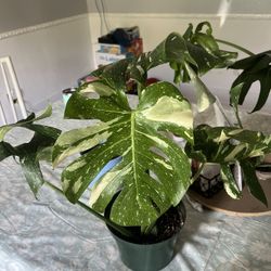 Monstera Thai Constellation 