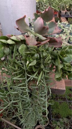 Succulent combo plant