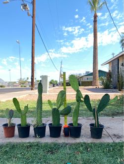 Prickly Pear Cactus Plant