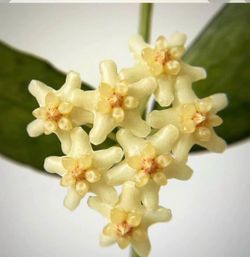 Hoya Pandurata