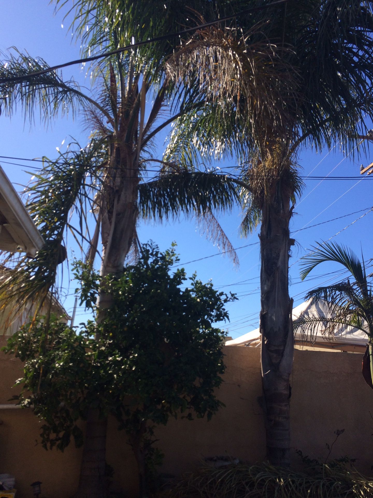 Palm trees