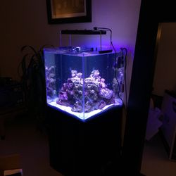 Rimless Aquarium Tank – Full Setup Included