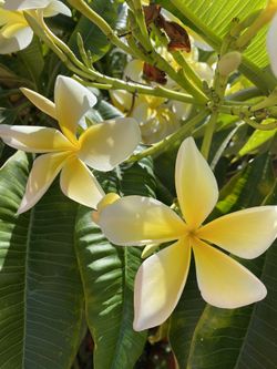 Plumeria Cuttings