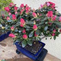 Bonsai Dark Pink Color Flower Azelia Three Plants Planted In A Blue Bonsai Pot $45