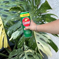 Highly Variegated Thai Constellation