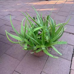 Large Beautiful Aloe Vera Plant Succulent Flower In Pot Home Patio Yard Organic Garden Lawn Natural 