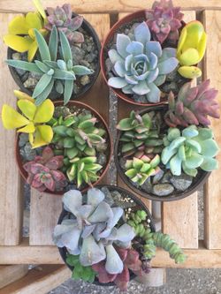 Succulents arrangement 4”
