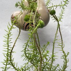 Succulents In Cute Hanging Pot 4"x 5".