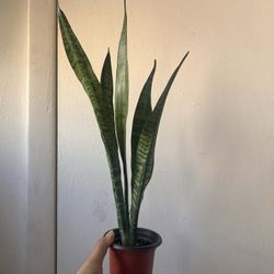 Snake Plant Read Description ⬇️
