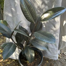 Ficus elastica Tineke Rubber Plant