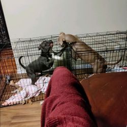 Pitbulls