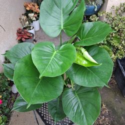 Monstera Deliciosa Split Leaf Plant $27