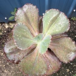 Maceta De Suculenta Rosa Extra Grande Muy Bonita 