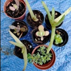 Succulent House Plants Assorted Varieties