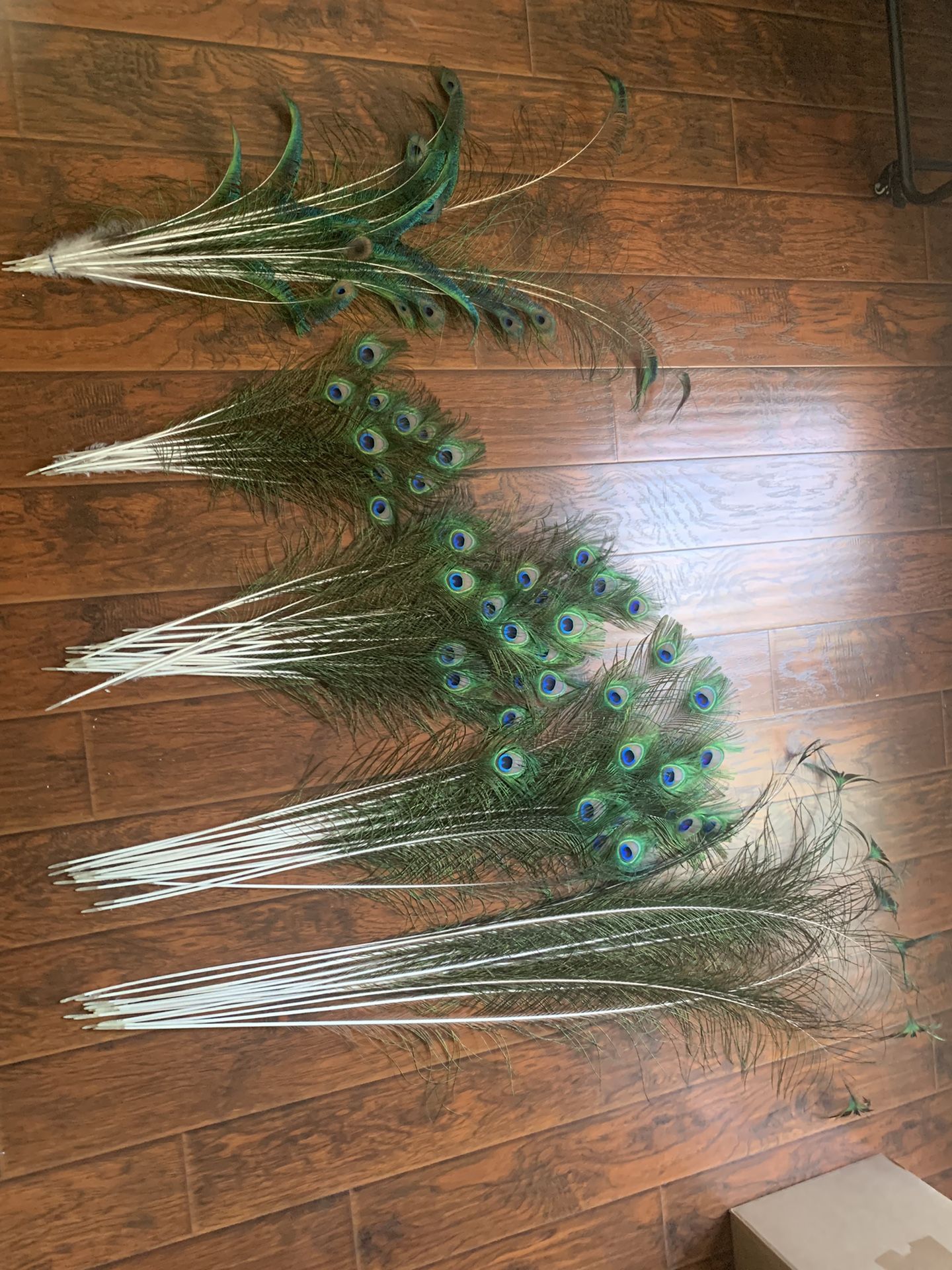 Peacock 🦚 Feathers 🪶