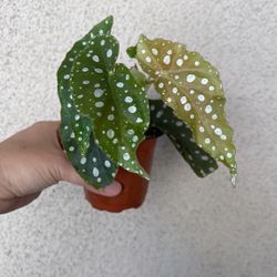 Beautiful Begonia Maculata Plant