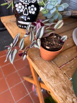 Wandering Jew Live Plant