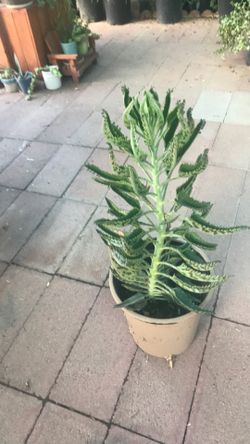 Planta de la mala madre