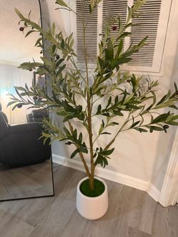 6-Ft Olive Tree with Decorative Pot – Like New