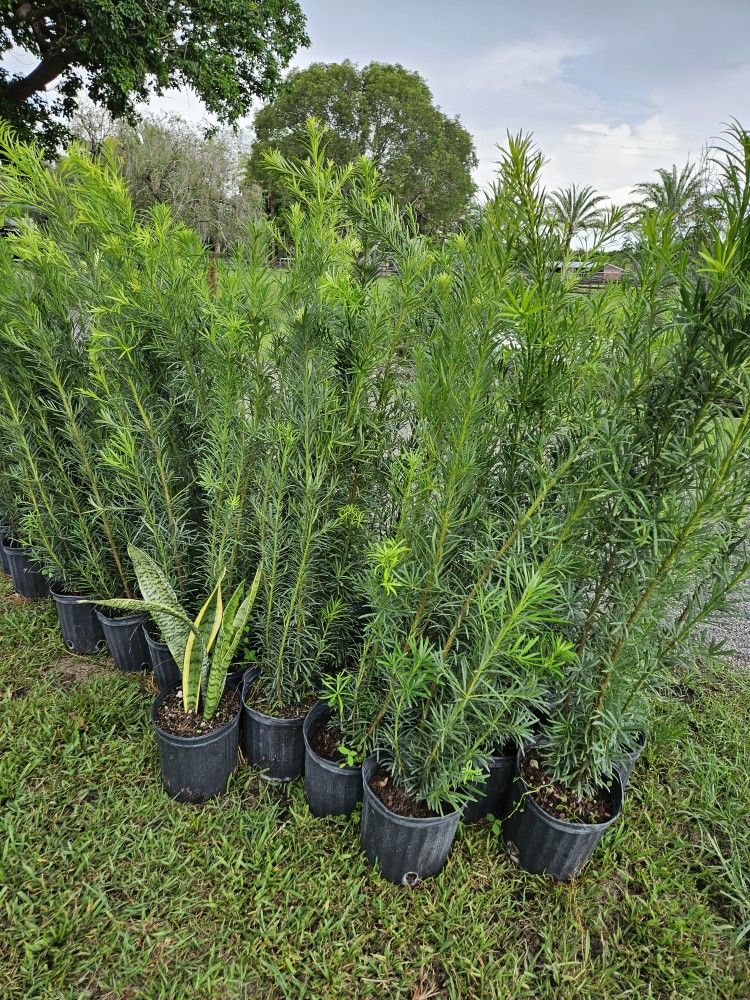 podocarpus 4 feet tall Instant Privacy Hedge