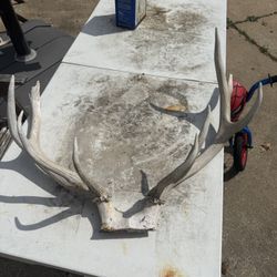 Elk Antler Taxidermy Horn Skullcap