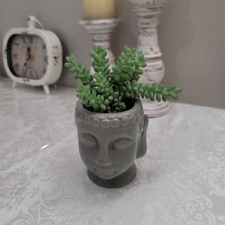 Succulent Plant With Ceramic Pot 