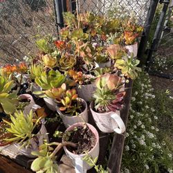 Plant Sale $5 ….$$ SALE!!!!! Healthy Succulents 