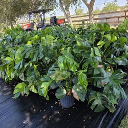 Monesterosa Deliciosa 3gallones 