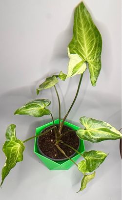 Syngonium Three King