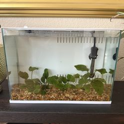 Fish Tank 