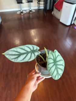Alocasia Silver Dragon